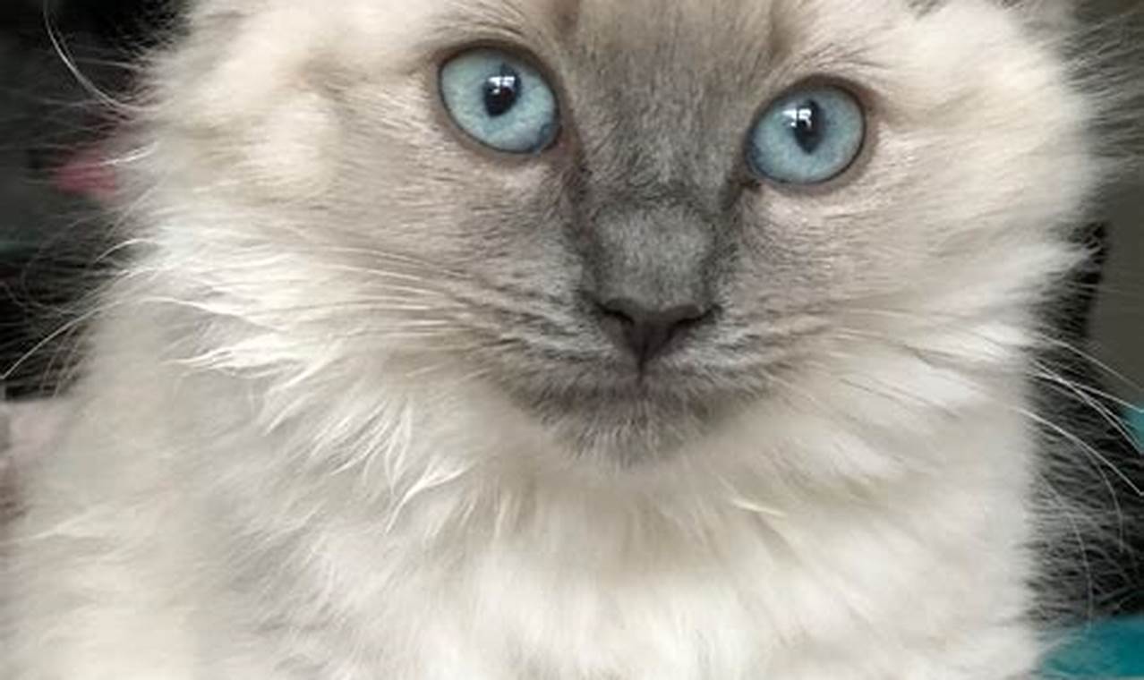 Find Your Furry Friend: Adoptable Ragdoll Kittens