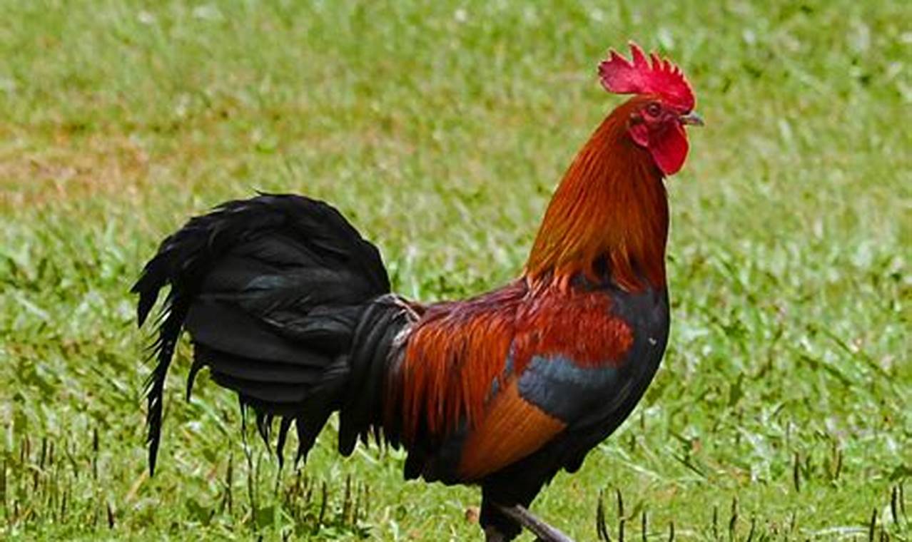 Ayam Hutan Merah: Ungkap Rahasia dan Manfaatnya!