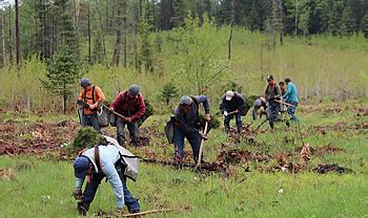 Uncover Lucrative Reforestation Careers in the USA: A Path to Environmental Impact