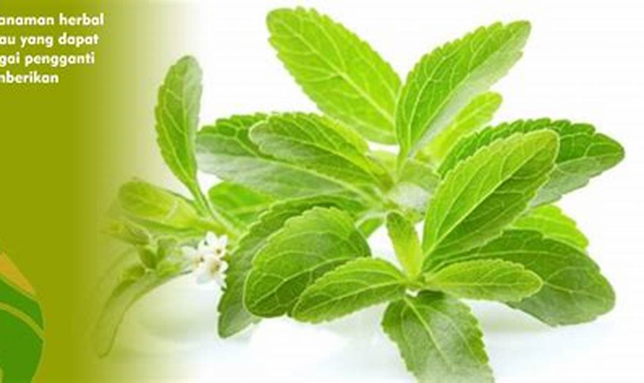 rekomendasi khasiat tumbuhan stevia