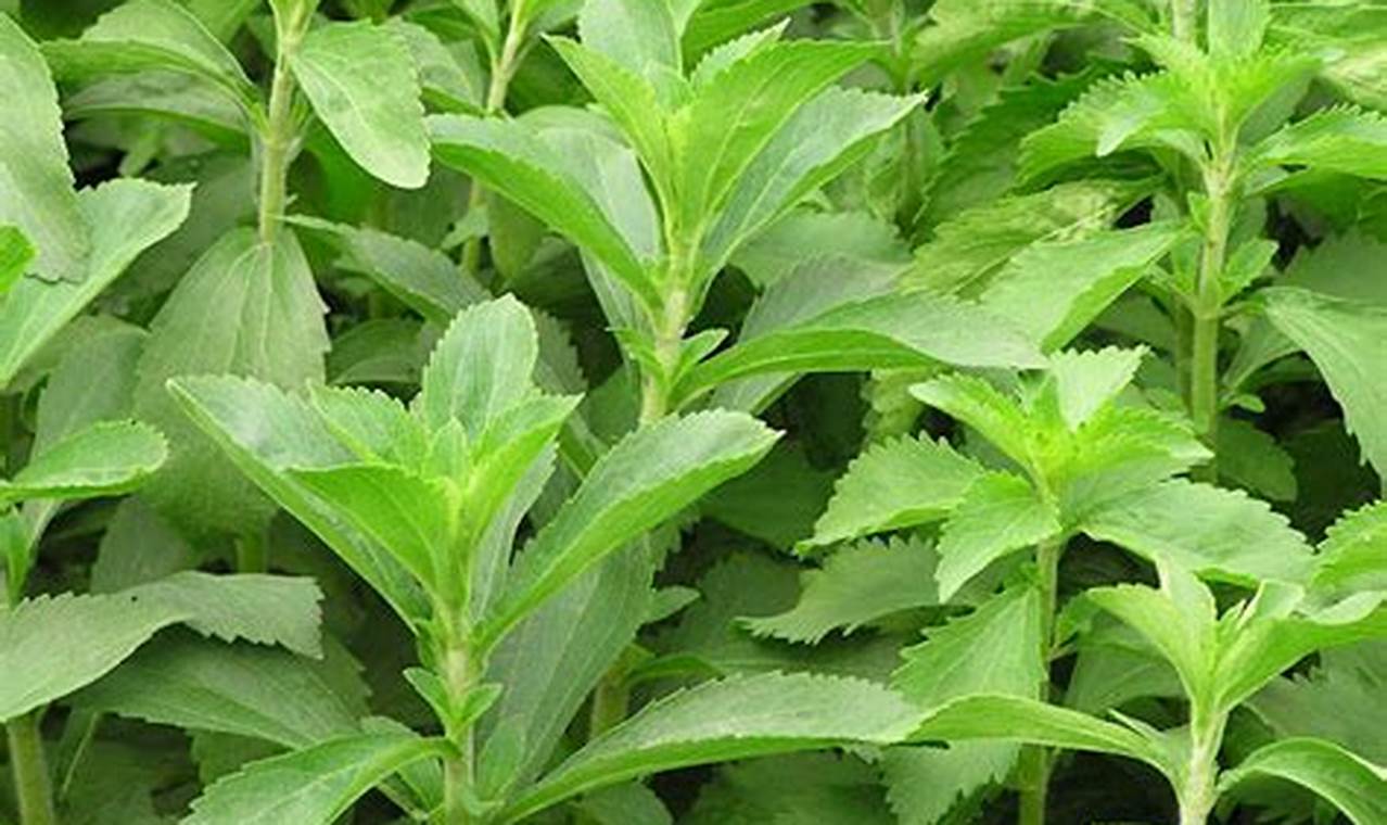 rekomendasi tanaman tumbuhan stevia