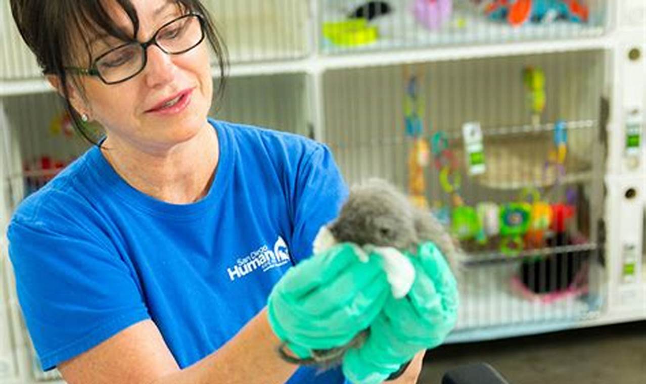 San Diego Humane Society Volunteers Make a Difference for Animals in Need