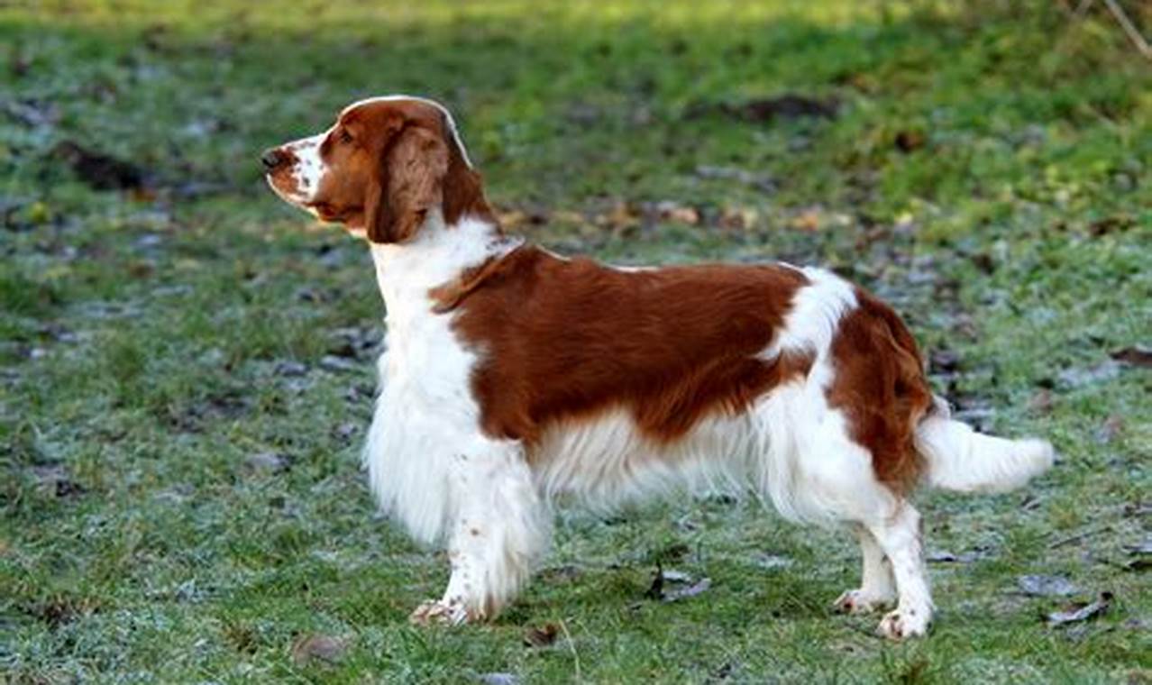 Unleash the Secrets of the Springer Spaniel Welsh: A Breed of Unparalleled Charm and Versatility