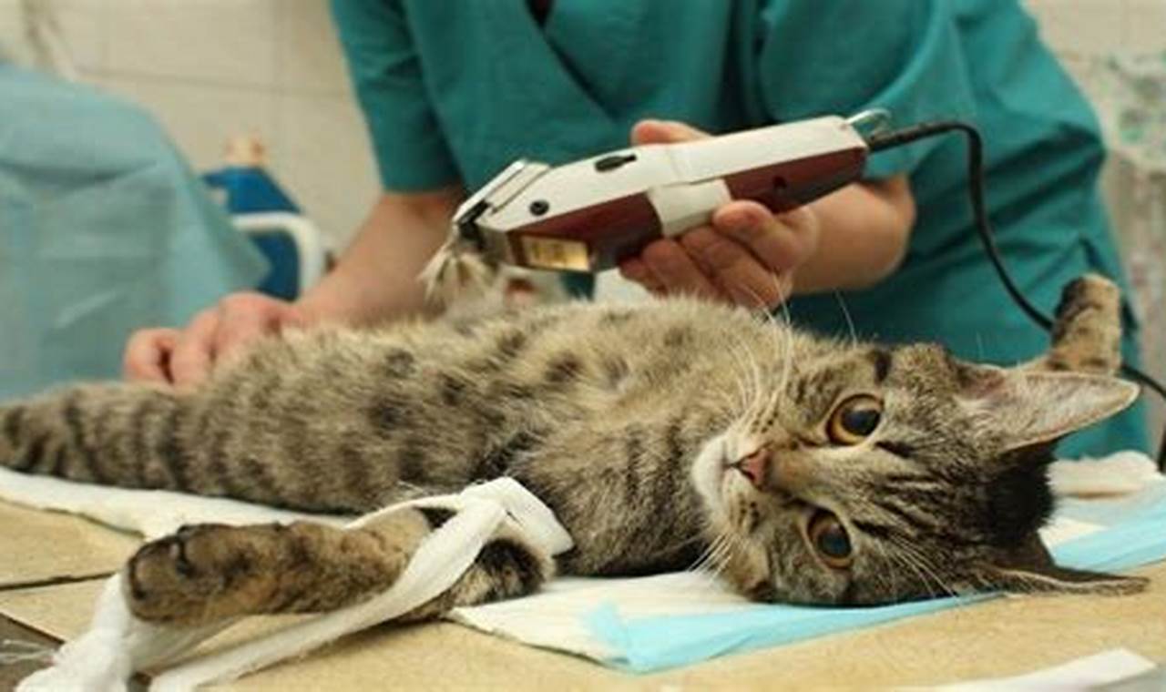 Sterilisasi Kucing: Manfaat dan Tips Penting untuk Kucing Sehat