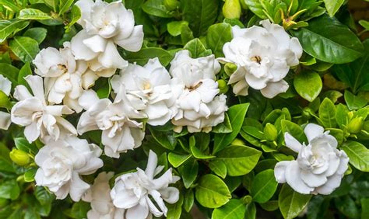 Temukan Rahasia Tersembunyi Tanaman Gardenia untuk Kebun Anda yang Menakjubkan