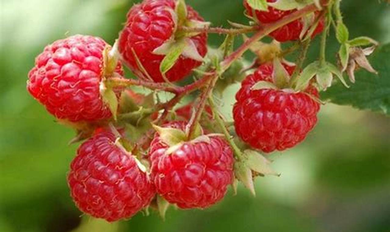 Tanaman Red Berry: Buah Ajaib Kaya Manfaat