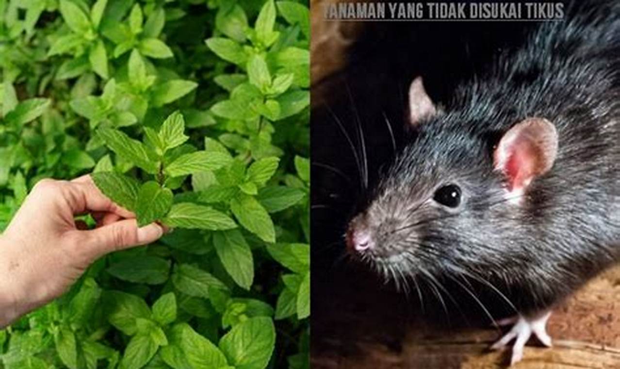 Usir Tikus Secara Alami: Temukan Rahasia Tanaman yang Mereka Takuti