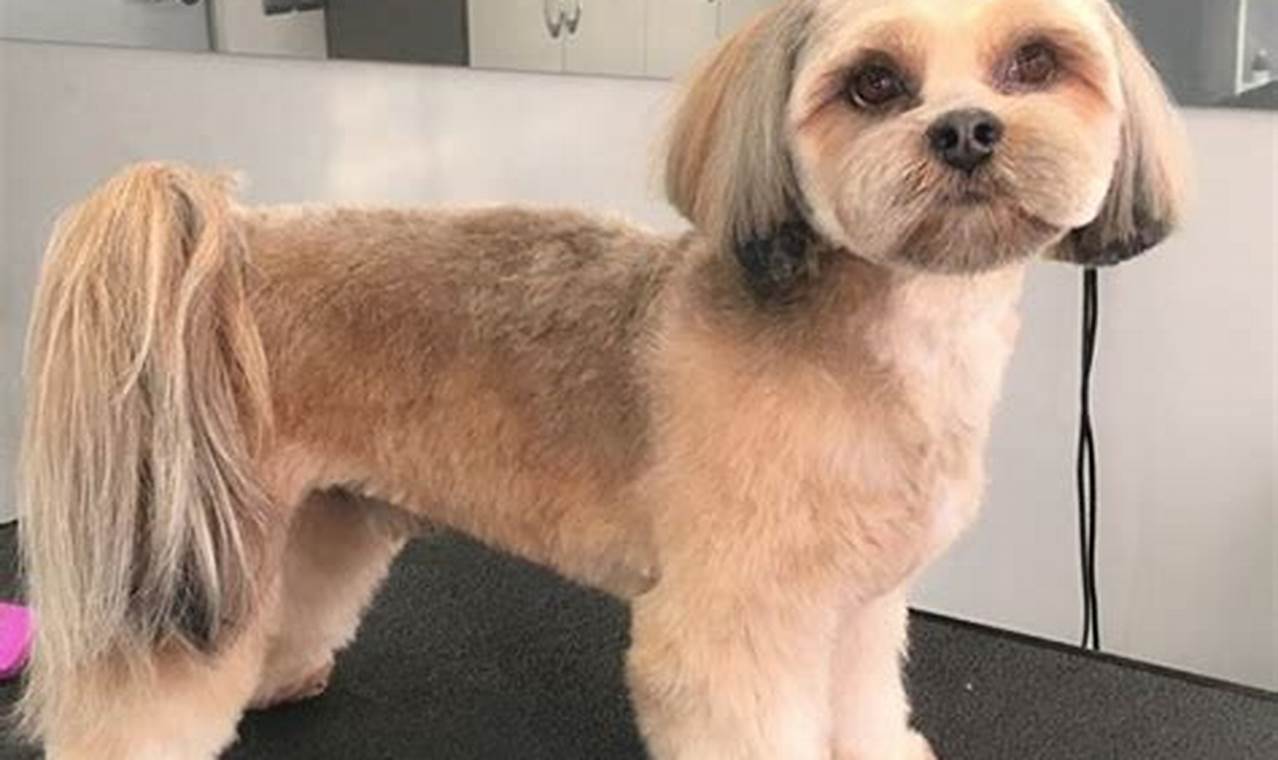 Discover the Cuteness Overload: Teddy Bear Lhasa Apso Haircuts Revealed