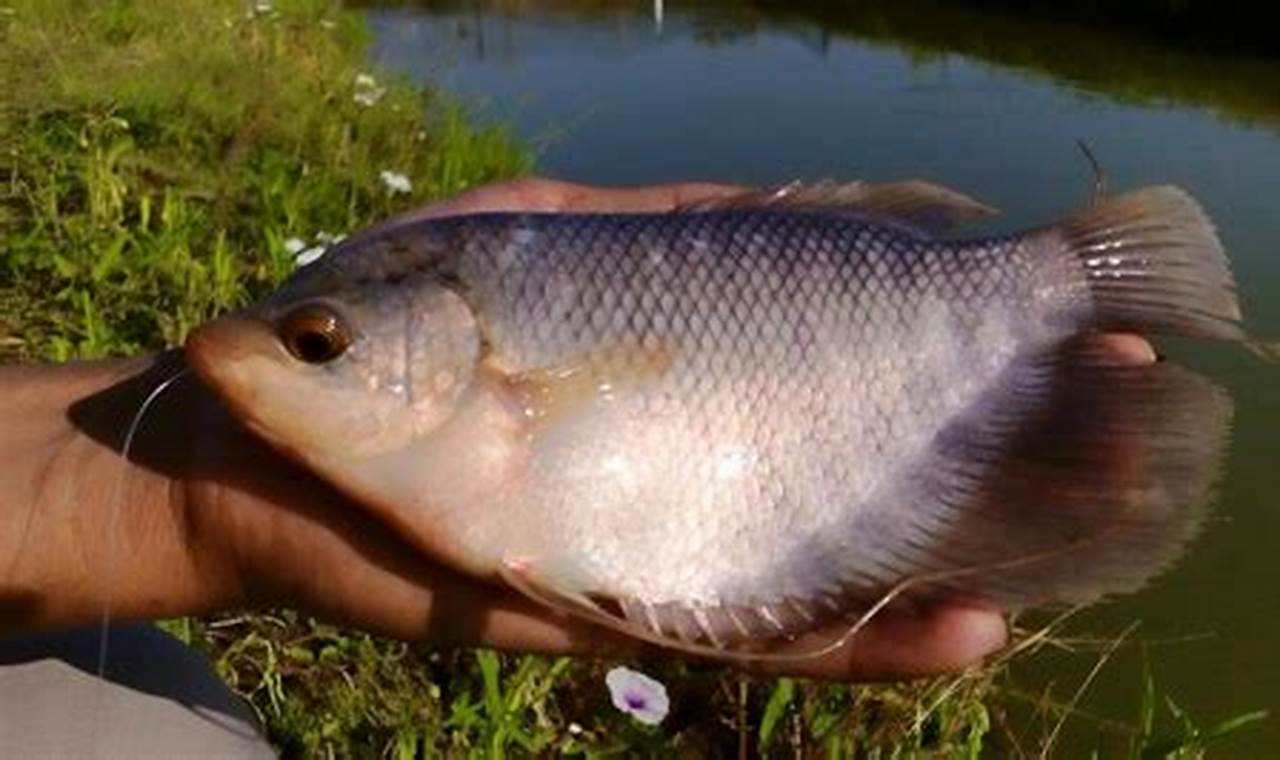 Teknik Ternak Ikan Gurame Surabaya Sukses dan Menguntungkan