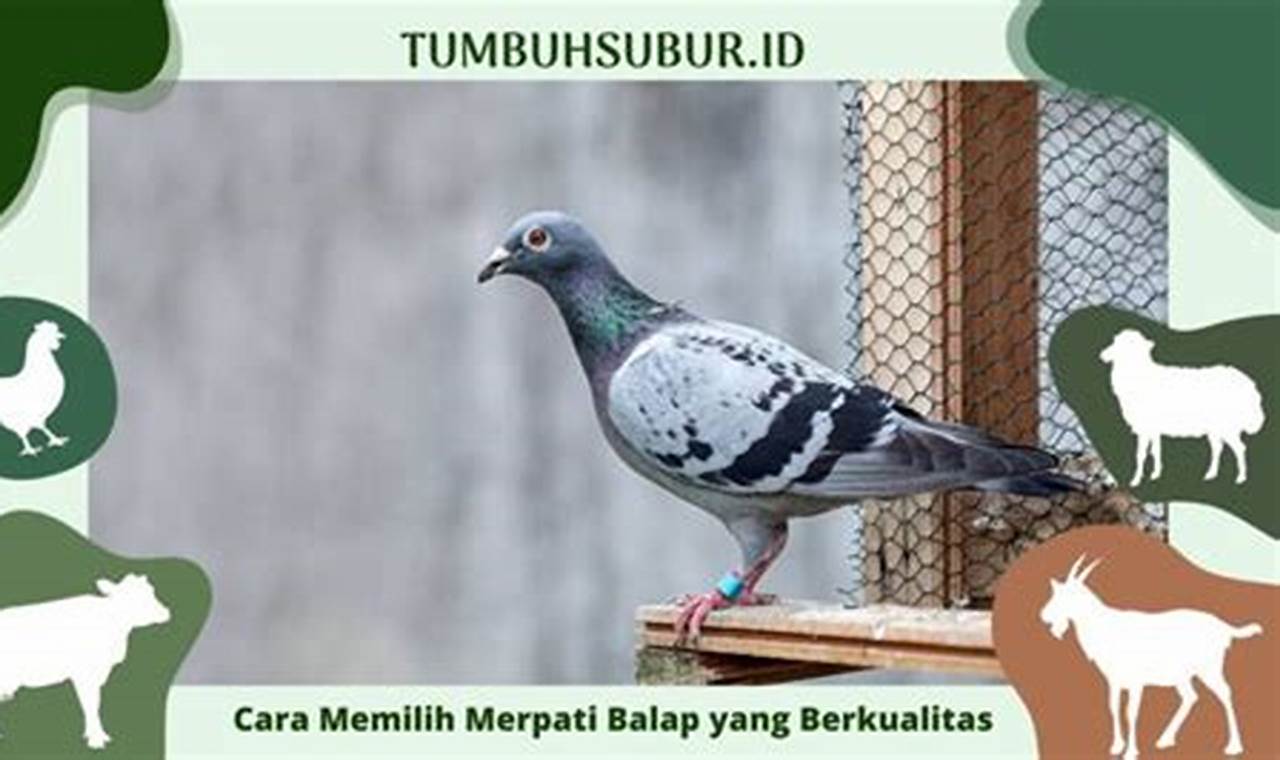 Rahasia Memilih Merpati Balap yang Jadi Juara