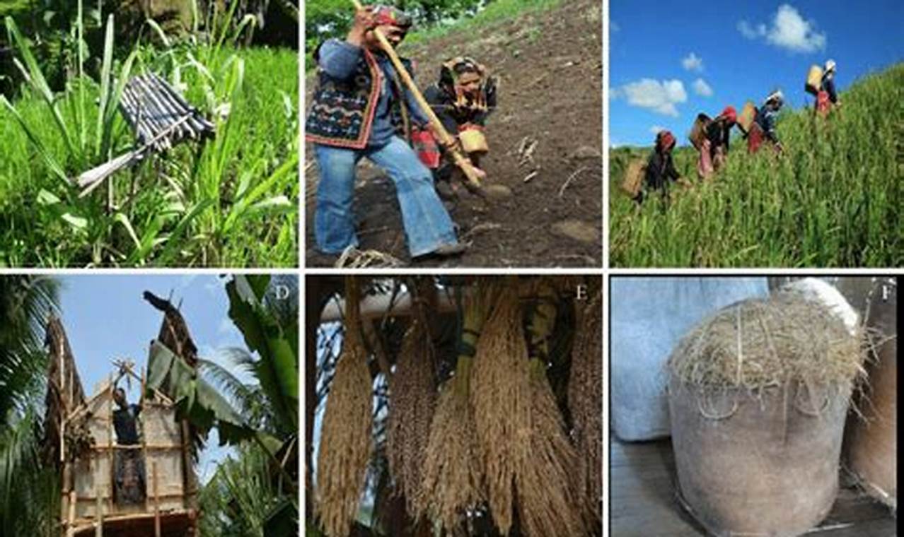 Uncover the Secrets of Traditional Farming in the Philippines