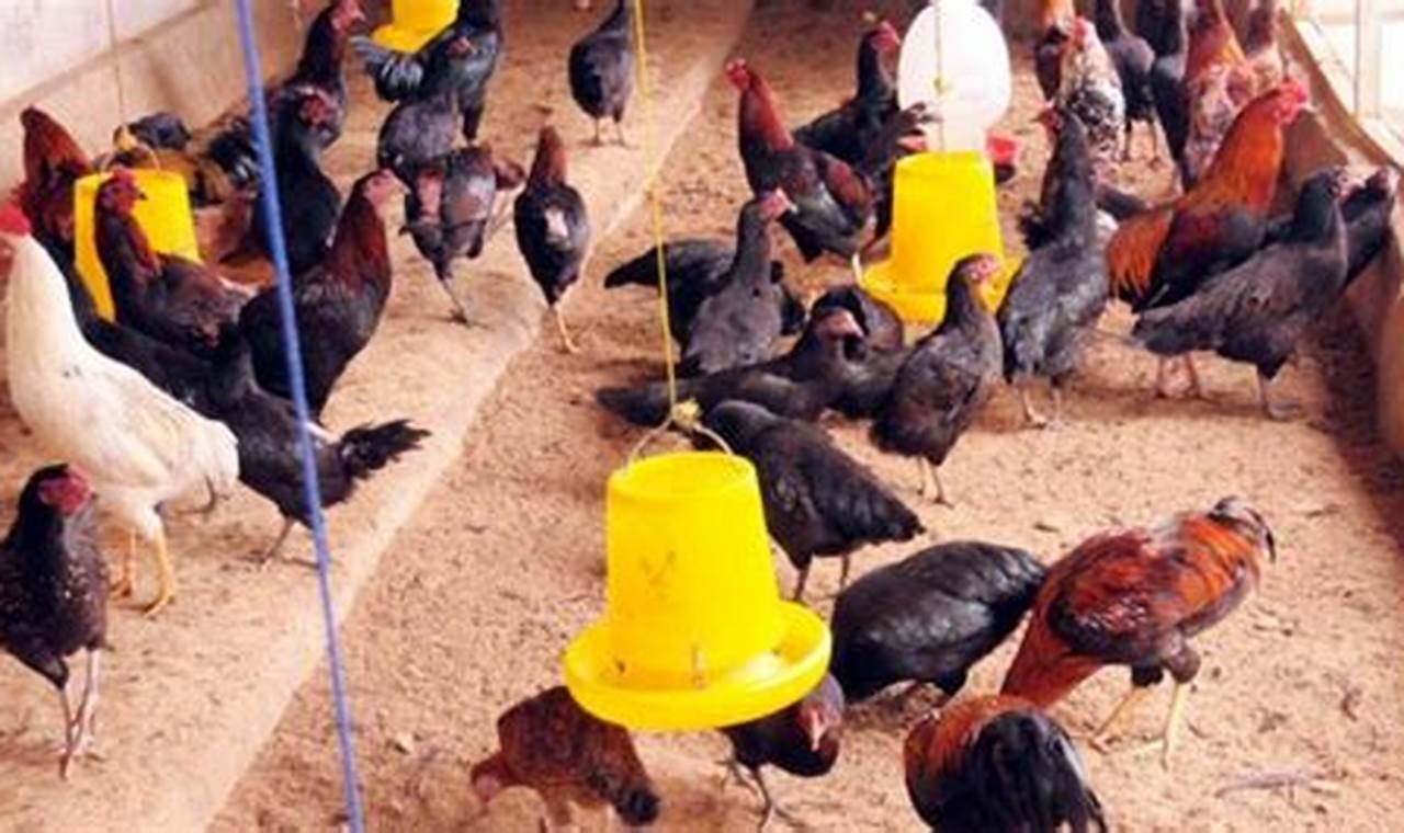 Rahasia Sukses Beternak Ayam Kampung dengan Video Tutorial