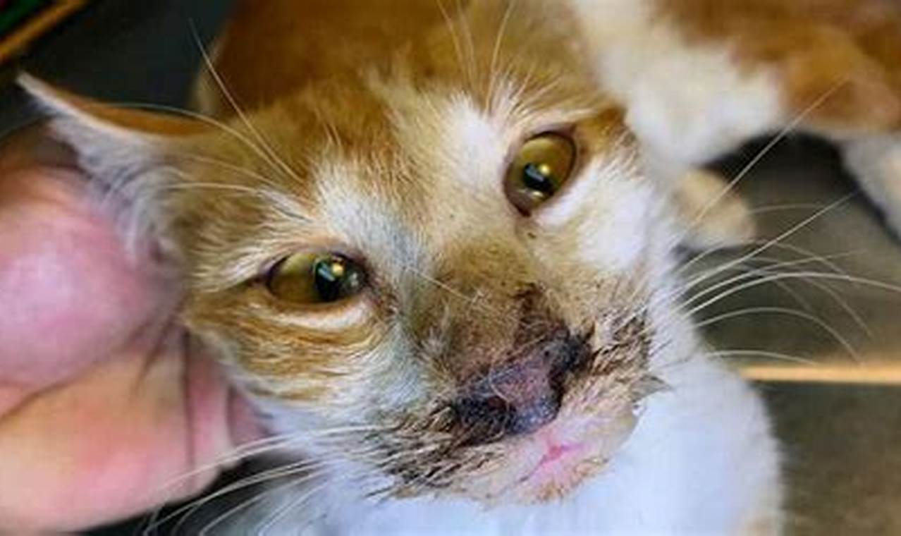 Virus Calici: Ancaman Serius bagi Kesehatan Kucing Anda