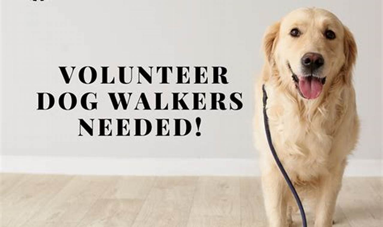 Unlock the Joy of Volunteer Dog Walking: A Humane Journey
