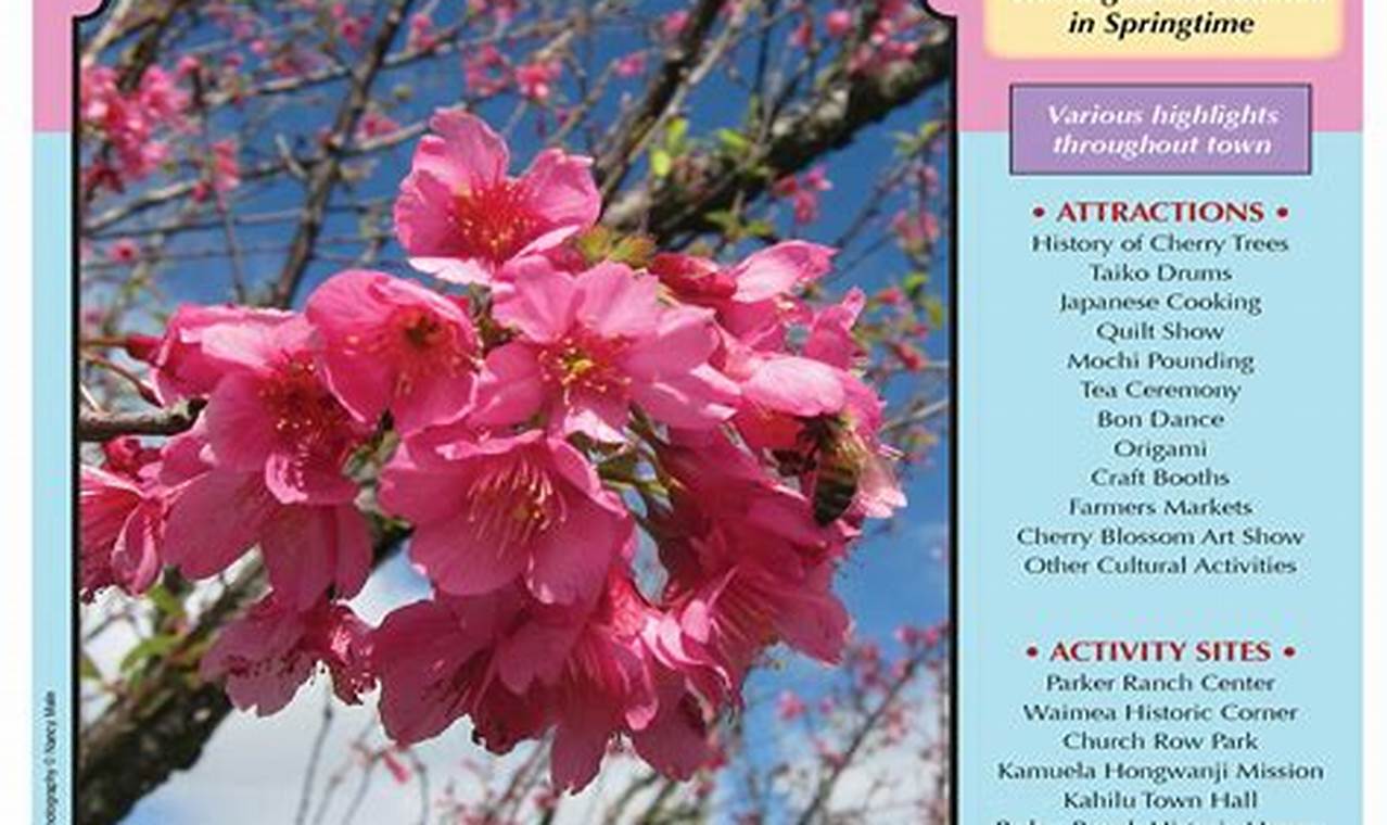 Unveil the Enchantment of Waimea Cherry Blossom Festival 2024: A Traveler's Guide