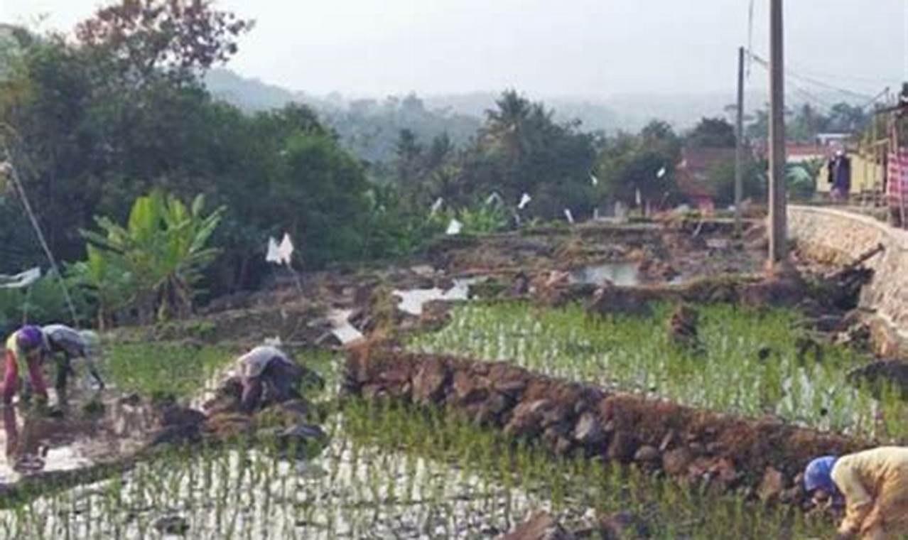 Temukan Rahasia Wakaf Pertanian: Kunci Kemakmuran Petani