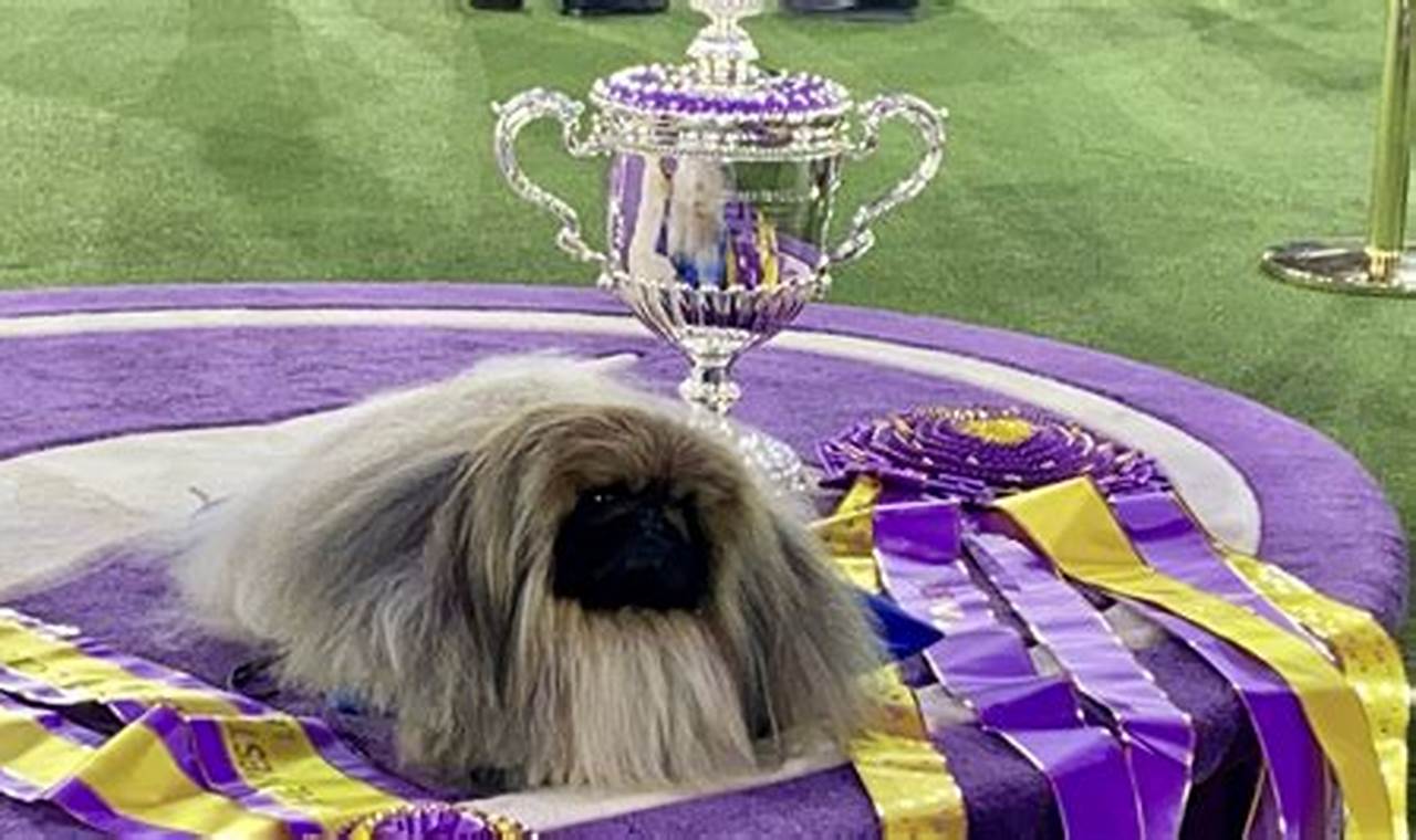 Westminster Dog Show 2024 Schedule