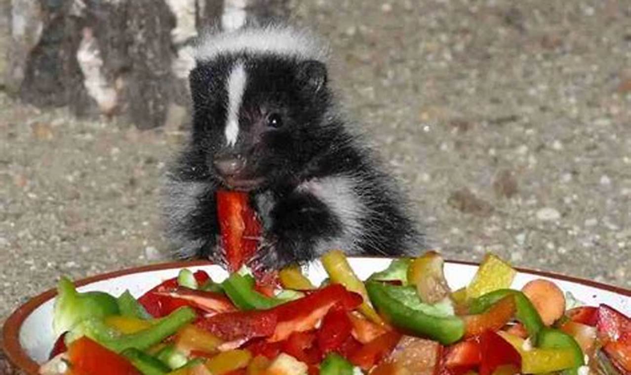 What Do Skunks Eat? A Comprehensive Guide to Their Omnivorous Diet