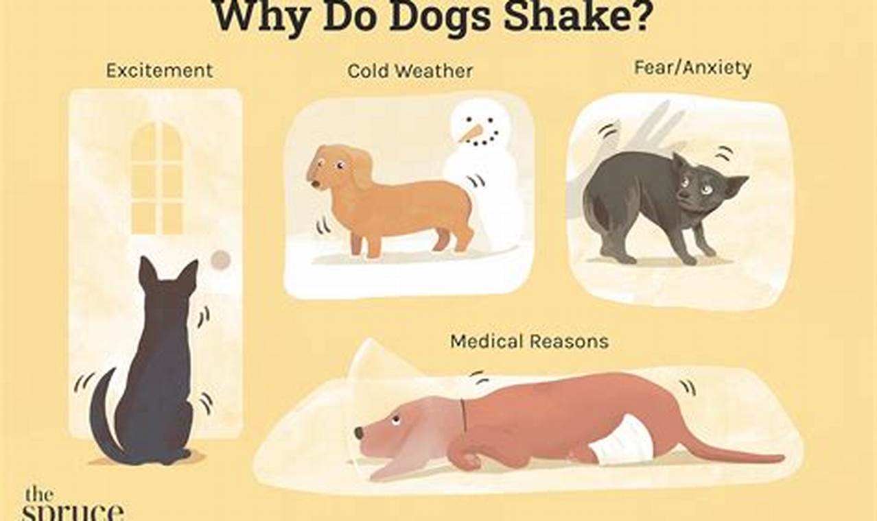 Decoding Canine Quivers: A Comprehensive Guide to Understanding Dog Shaking