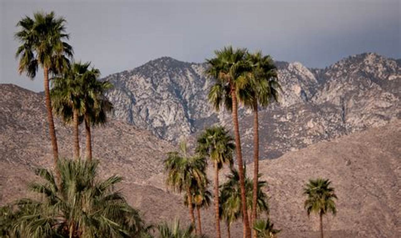 Unveiling Palm Springs' January Delights: A Traveler's Guide to Winter Adventure