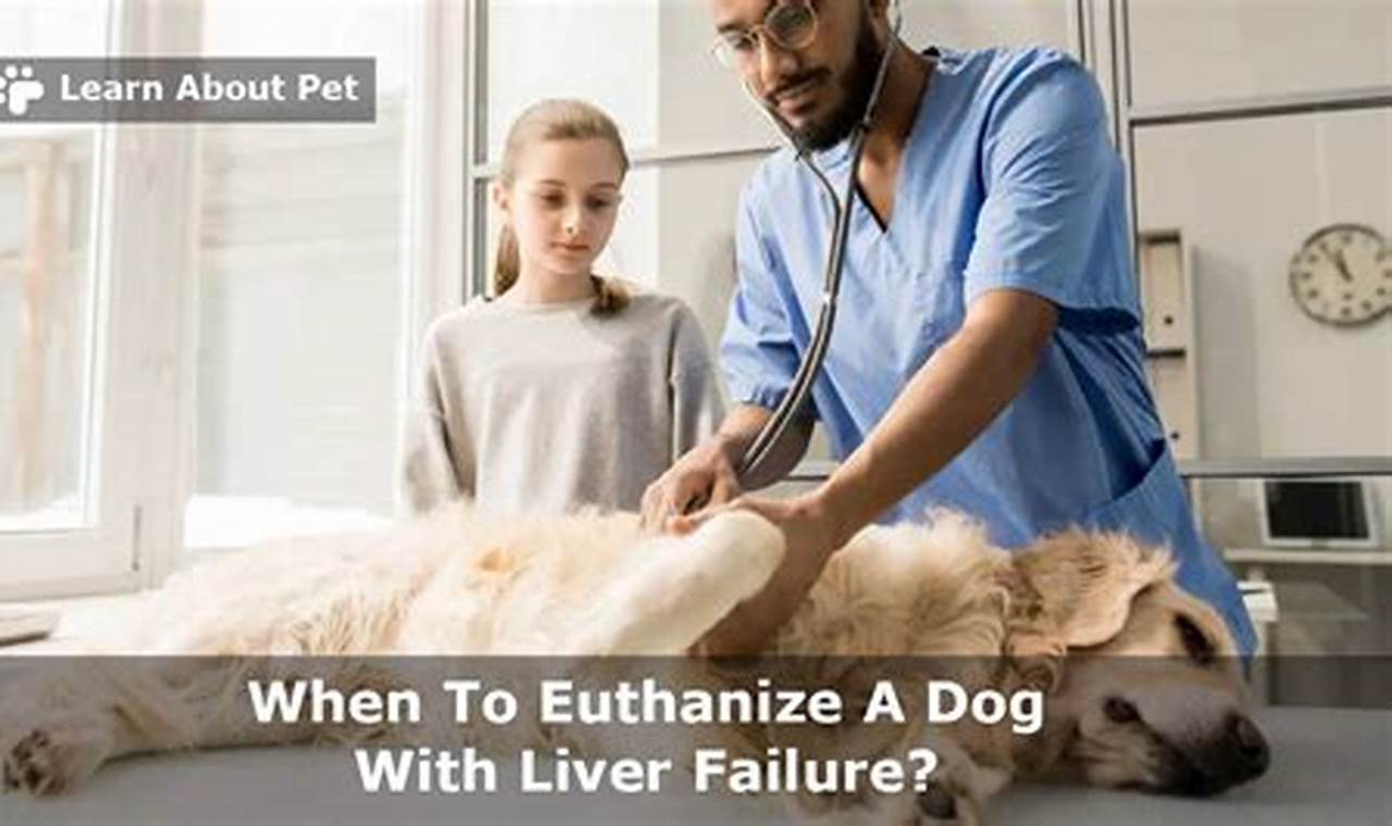 When to Euthanize a Dog with Liver Failure