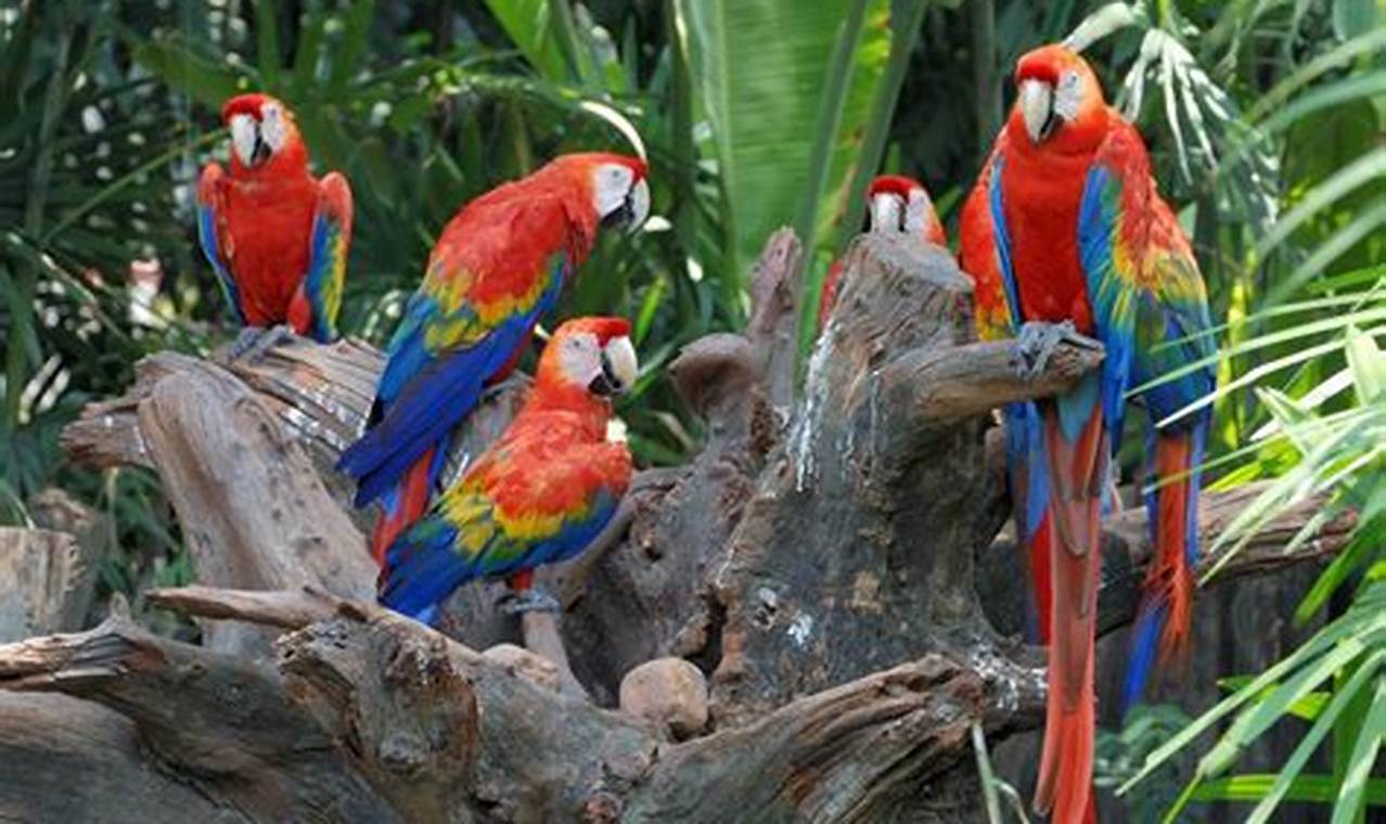 Where Do Parrots Live in the World?