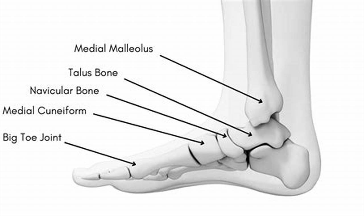 Why Does My Lateral Malleolus Hurt?