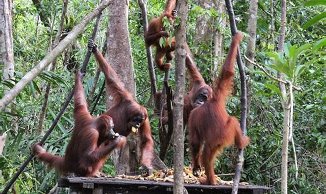 Temukan Rahasia Tersembunyi Wisata Orang Utan Kalimantan yang Menakjubkan