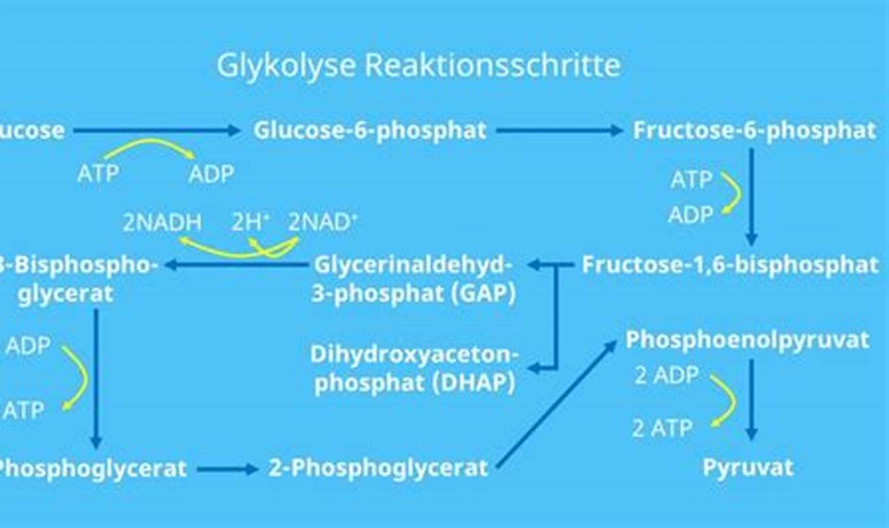 Entdecke die Geheimnisse der Glykolyse: Wo findet sie statt und was verbirgt sich dahinter?