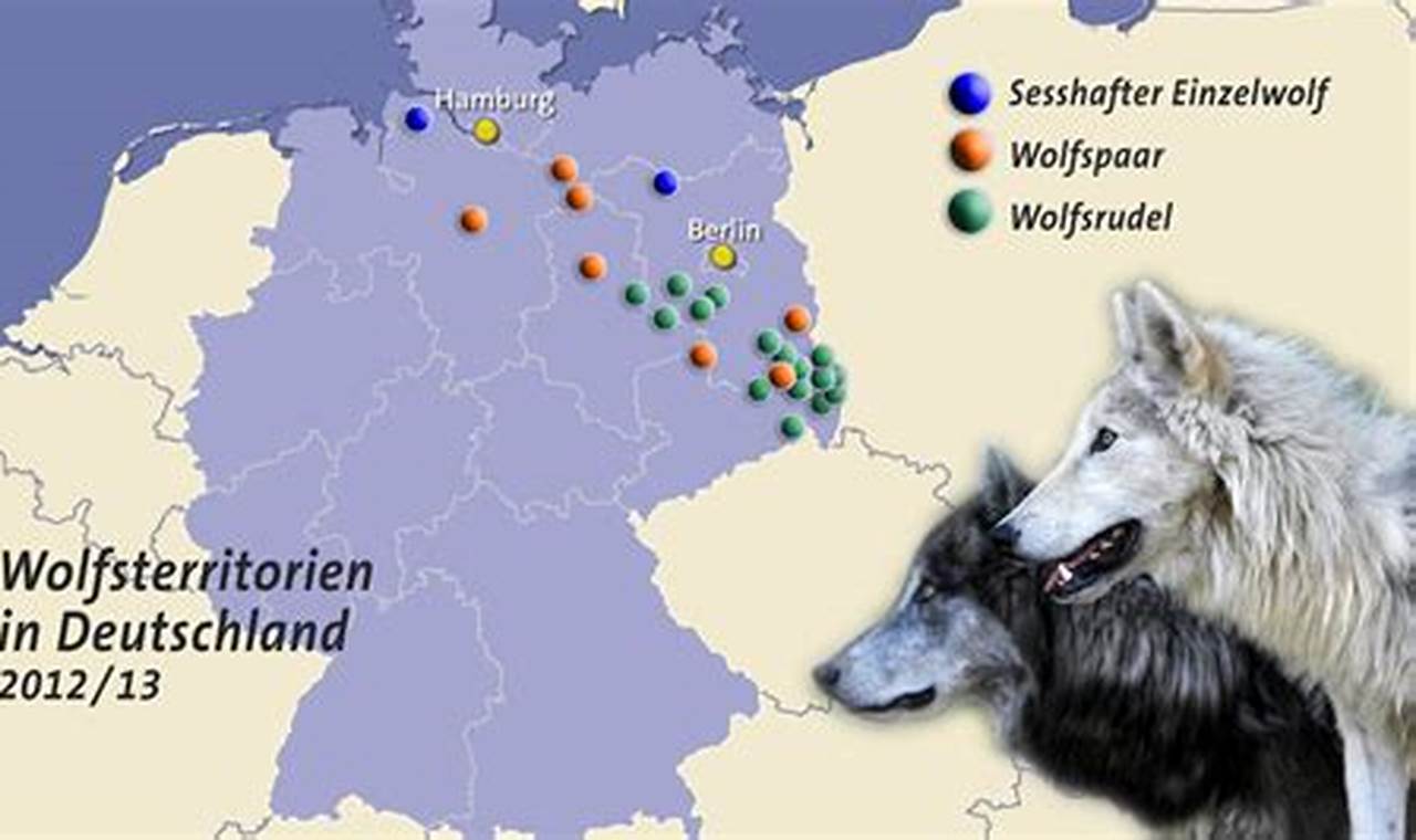 Wolf-Hotspots in Deutschland: Entdecke, wo die meisten Wölfe leben