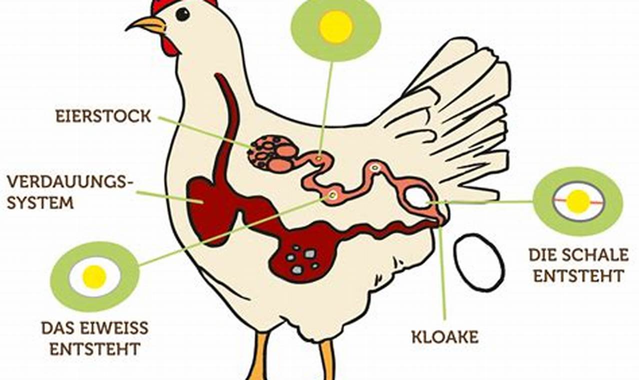 Wo kommt das Ei beim Huhn raus? Entdecke die faszinierende Welt der Eiablage