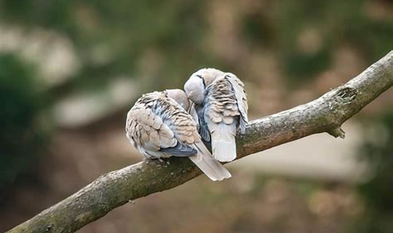 Faszinierende Schlafgewohnheiten der Vögel: Entdecke, wo sie nächtigen