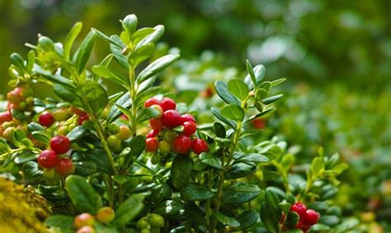 Entdecke die Geheimnisse des Cranberry-Anbaus: Wo wachsen sie und warum?