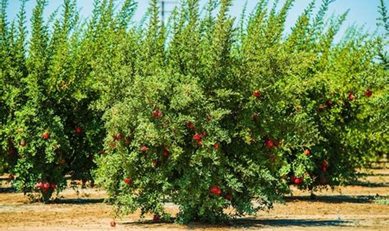Granatapfelanbau: Wo wächst die köstliche Frucht?