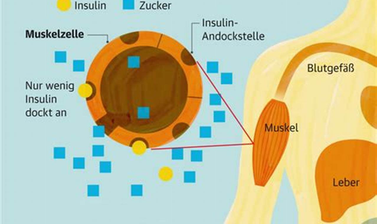 Insulinproduktion entschlüsselt: Neue Erkenntnisse für ein gesundes Leben