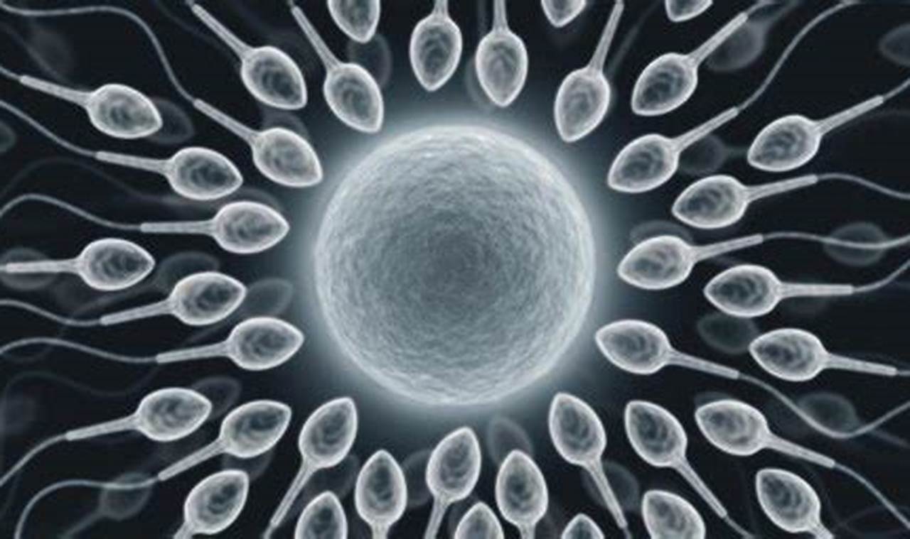 Wo Sperma entsteht: Erstaunliche Entdeckungen für deine Männlichkeit