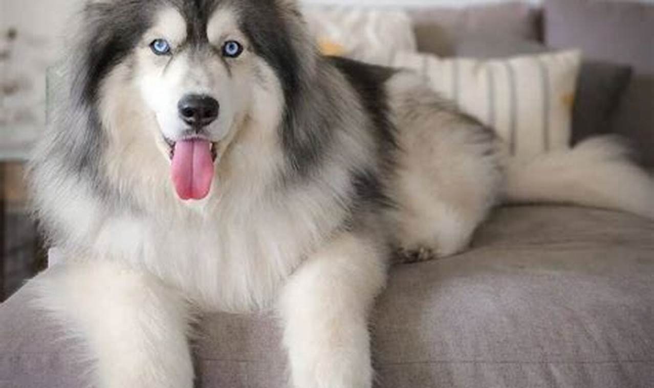 The Wooly Husky: A Guide to This Unique Dog Breed