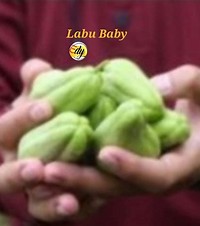 Labu Baby Indonesia