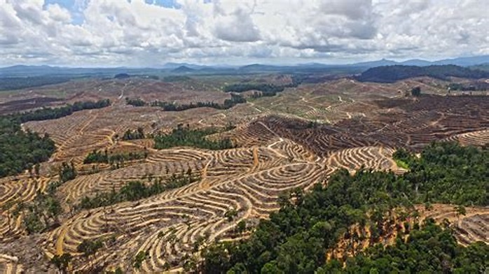 Deforestasi Indonesia