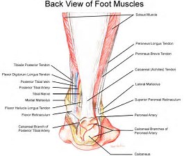 Image result for Anatomy of the Foot