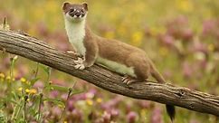 The Mighty Weasel