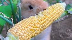 #cute #rabbit | Rabbit Cute Videos