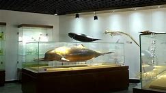 白鱀豚被宣布“功能性灭绝”，江豚成为长江中唯一的哺乳动物