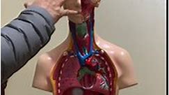 人体内脏的大体解剖讲解
