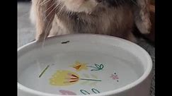Mini lop rabbit drinking water!