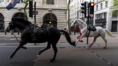 Photographer describes seeing spooked horses running through London as ‘surreal’