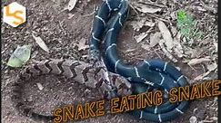 It's A Snake Eat Snake World Out There