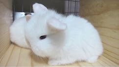 The Cutest Baby Bunnies, 18-days Old!