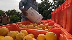 Heart of Louisiana: Plaquemines oranges