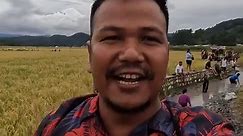 Tourist Enjoying Catching Fish in the Rice Field of Ziro, Arunachal Pradesh